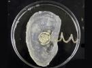 美科學家3D打印出仿生耳 能“聽”到無線電頻率